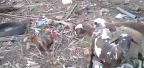 Ayam lawan Kambing, siapa yang menang?